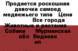 Продается роскошная девочка самоед медвежьего типа › Цена ­ 35 000 - Все города Животные и растения » Собаки   . Мурманская обл.,Видяево нп